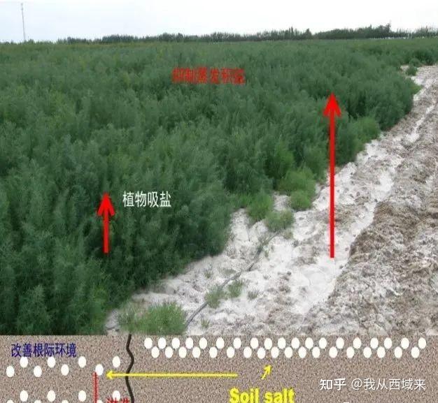 有了这种技术,中国10亿亩盐碱地有可能都变成宝地,新疆受益最大!!! - 知乎