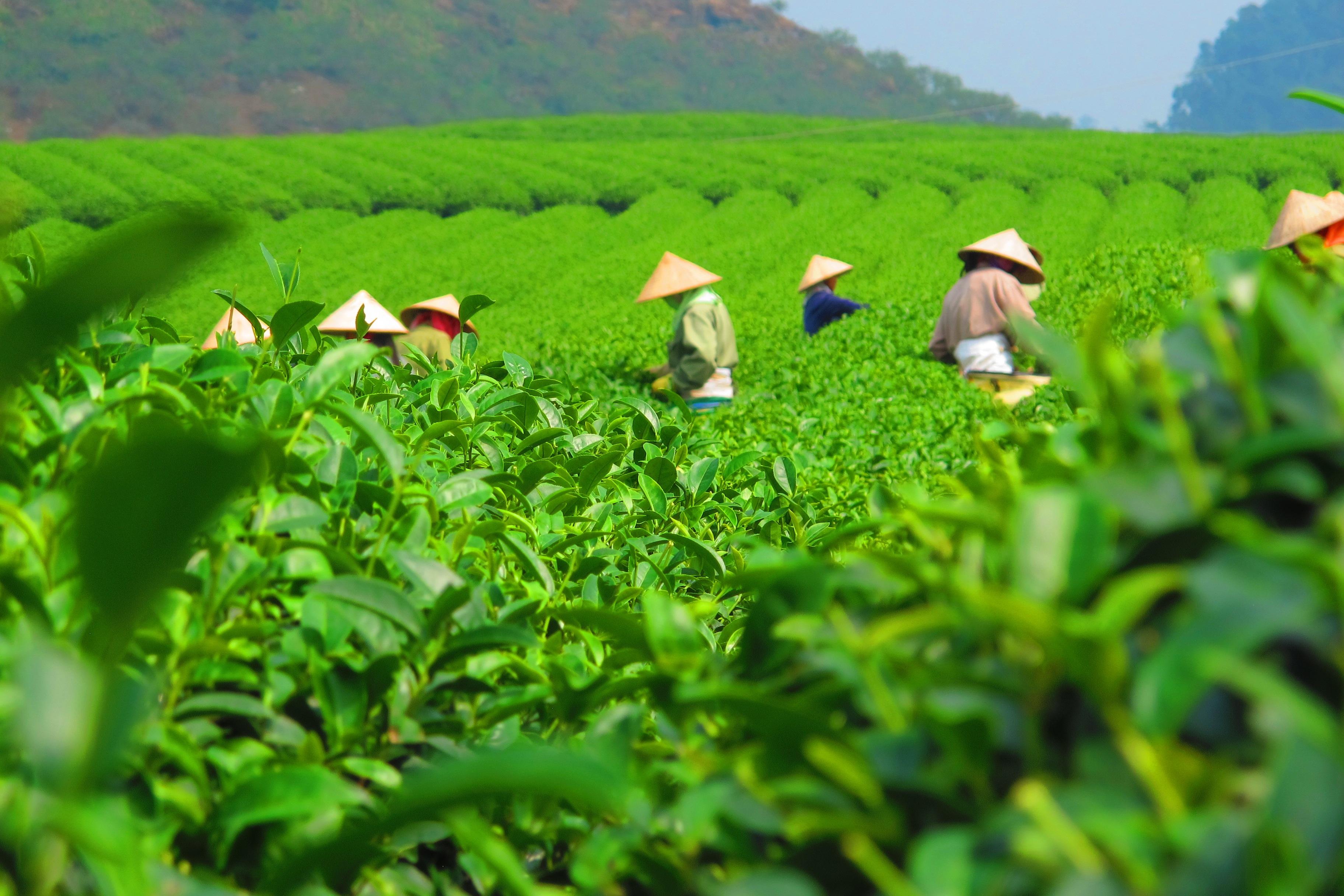 Tea Cultivation In China