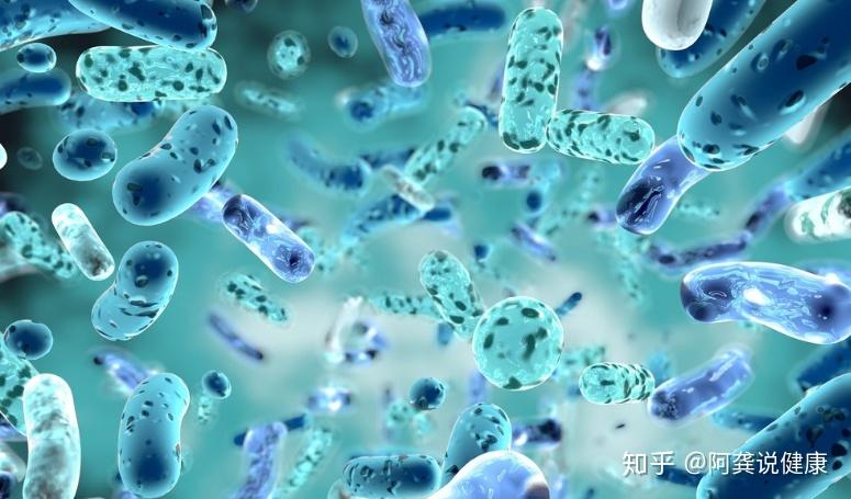 唾液乳杆菌li01的作用