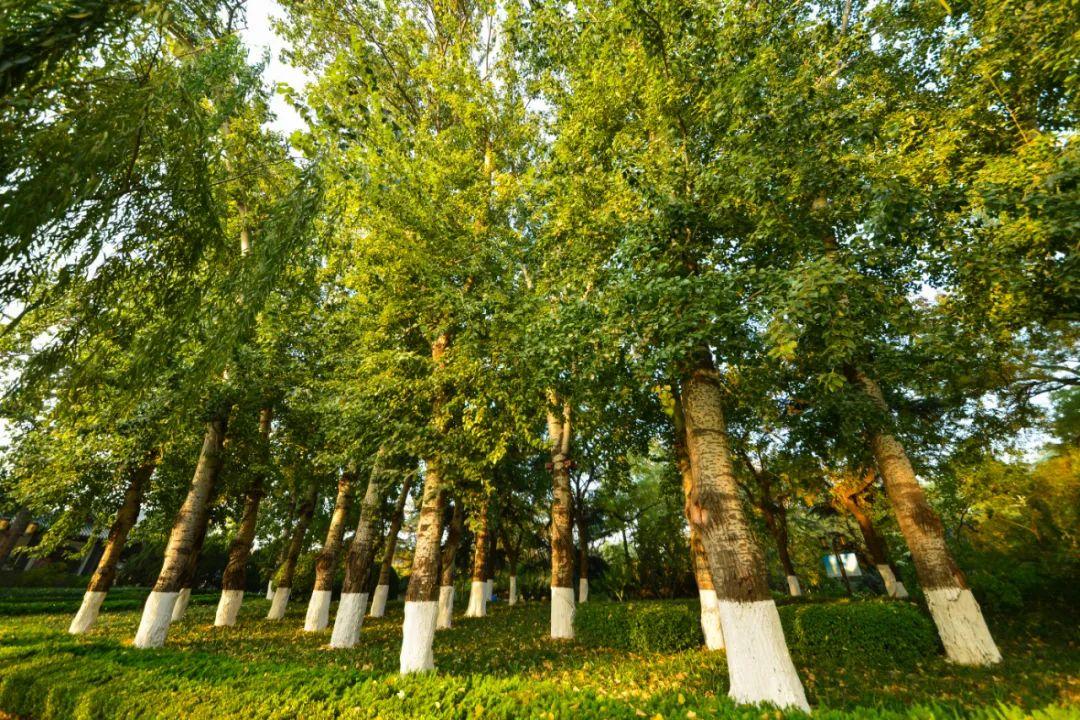 太美了济南城里惊艳时光的九棵树每一棵都刷爆过朋友圈