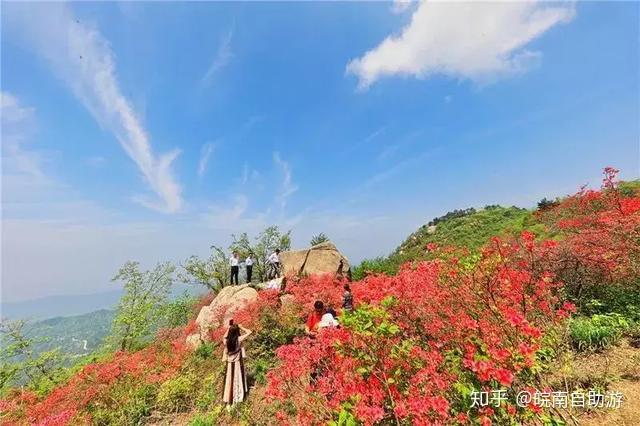 安徽千畝野生映山紅花開成海美到窒息還沒門票