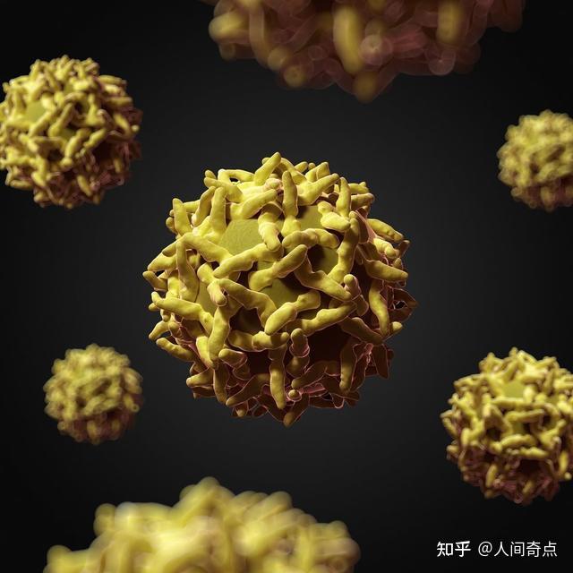 研制出黄热病疫苗黄热病病毒属于黄热病科黄热病毒属的病毒,为rna病毒