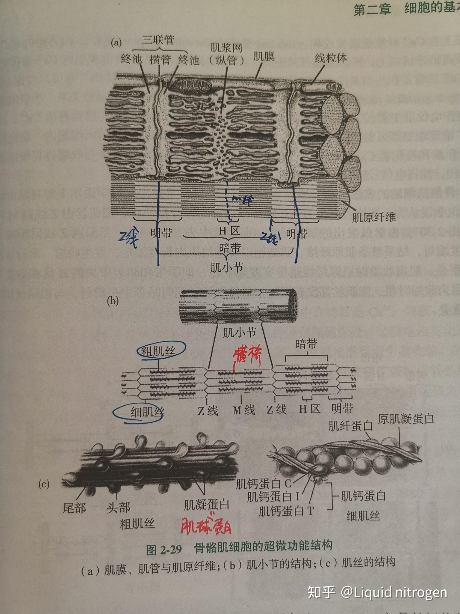 骨骼肌明暗带简易图图片