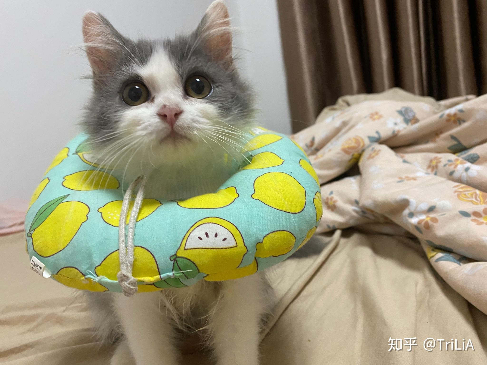 布偶和蓝白英短串出来长大什么样