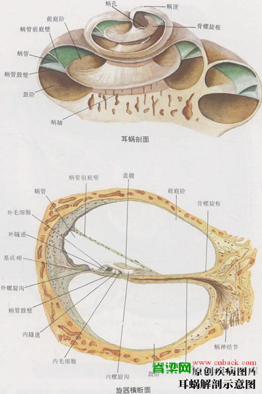 为什么带耳机睡觉单曲循环一晚起来歌曲的调子全变了