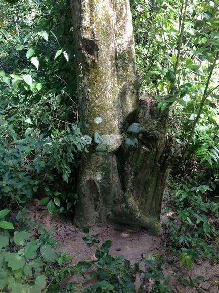 探访野生沉香树