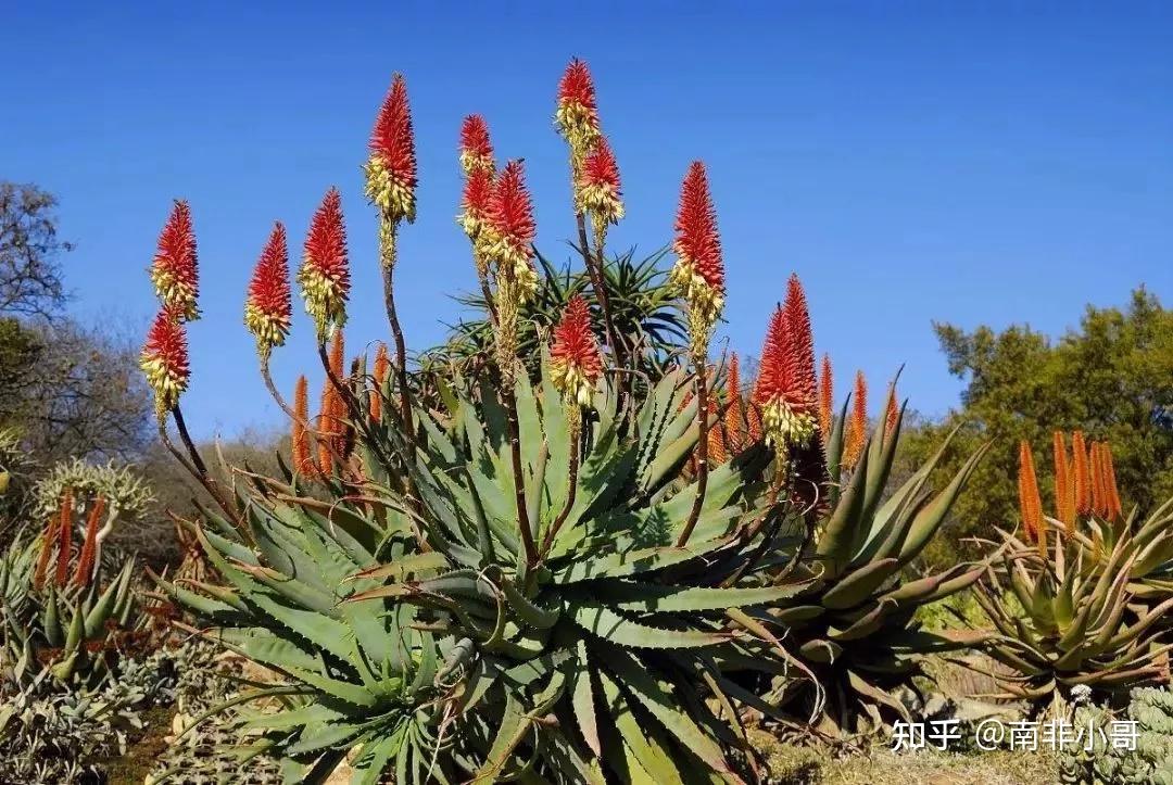 好望角芦荟(好望角芦荟胶怎么样)