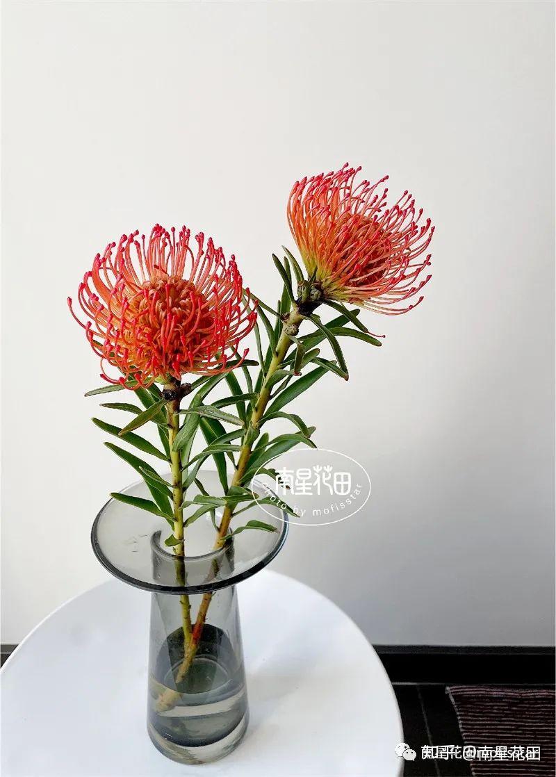 红色针垫花 · 烟花向阳而生