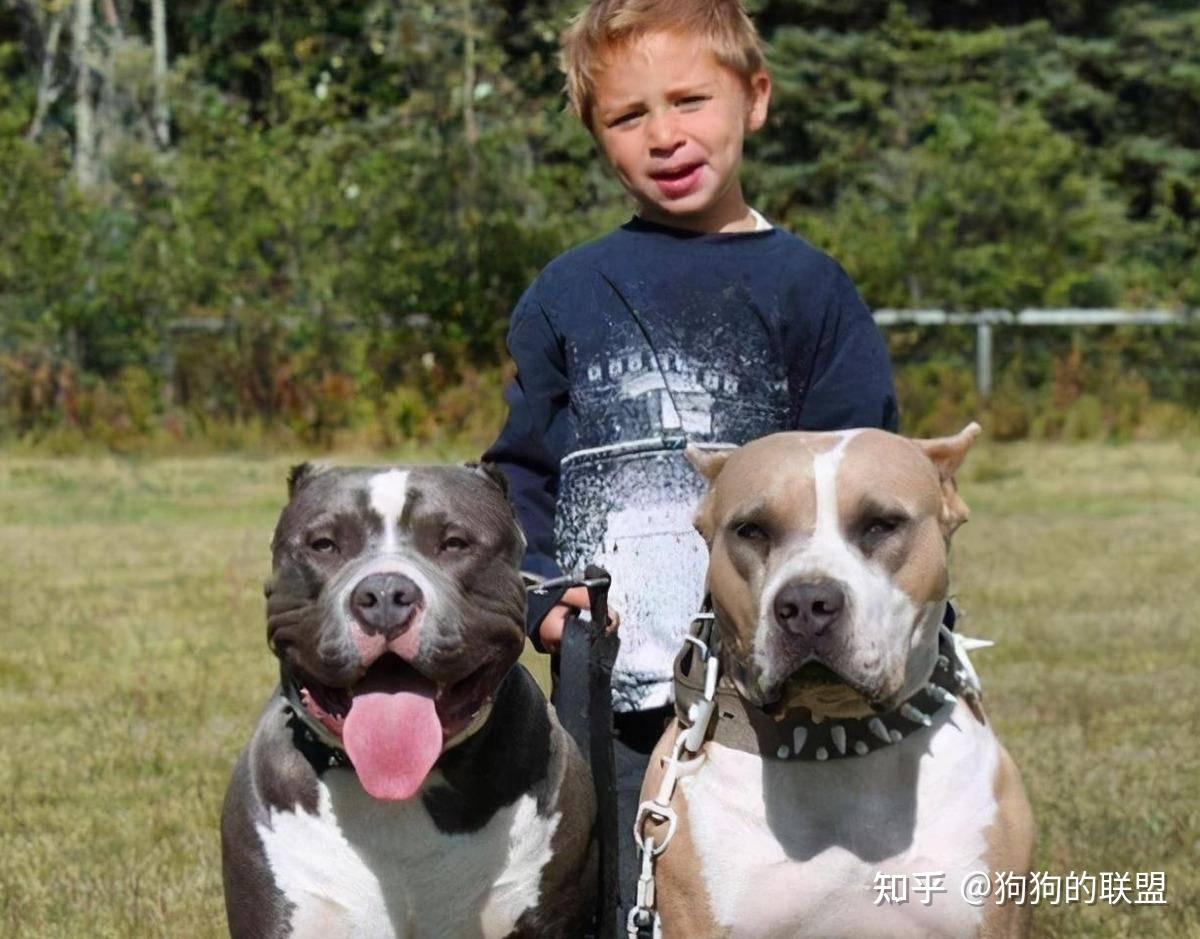 为什么不建议养“恶霸犬”？浑身是缺点，养不起- 知乎