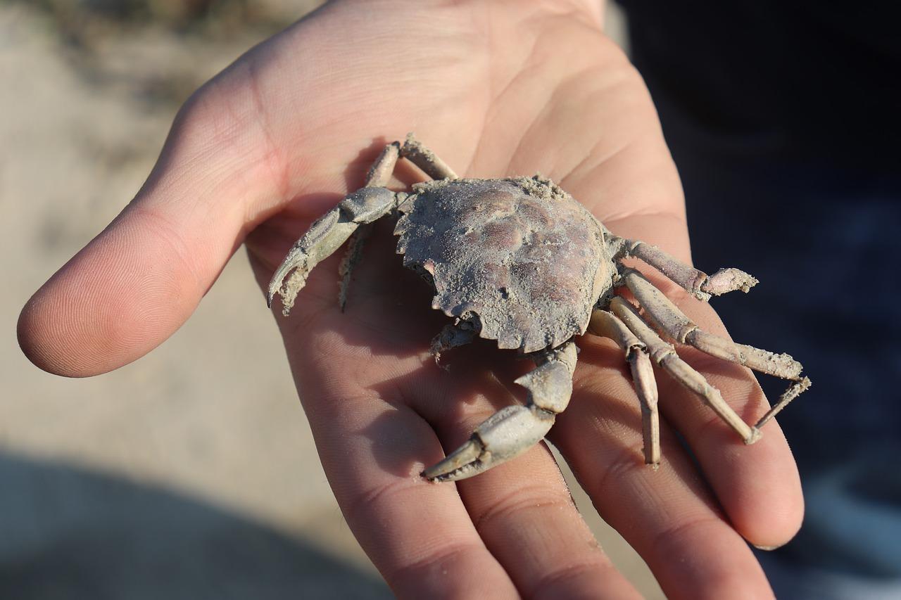 2. 一嘴景观优势