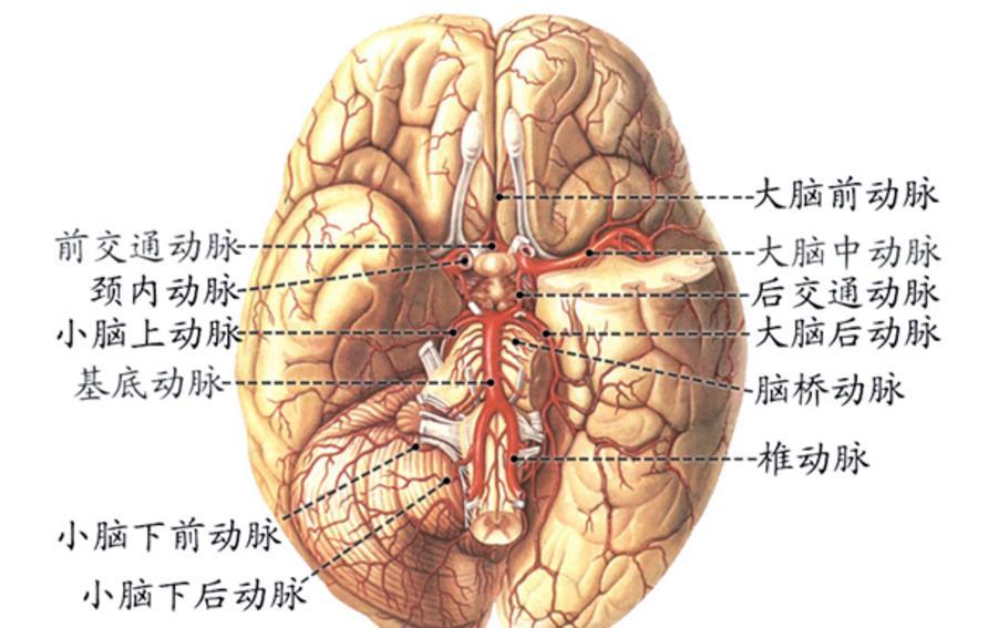 解剖 影像 颅底和脑的血管 知乎