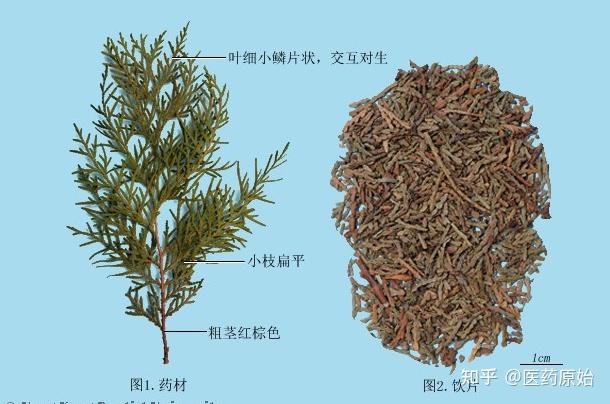 带你识别侧柏叶 - 知乎