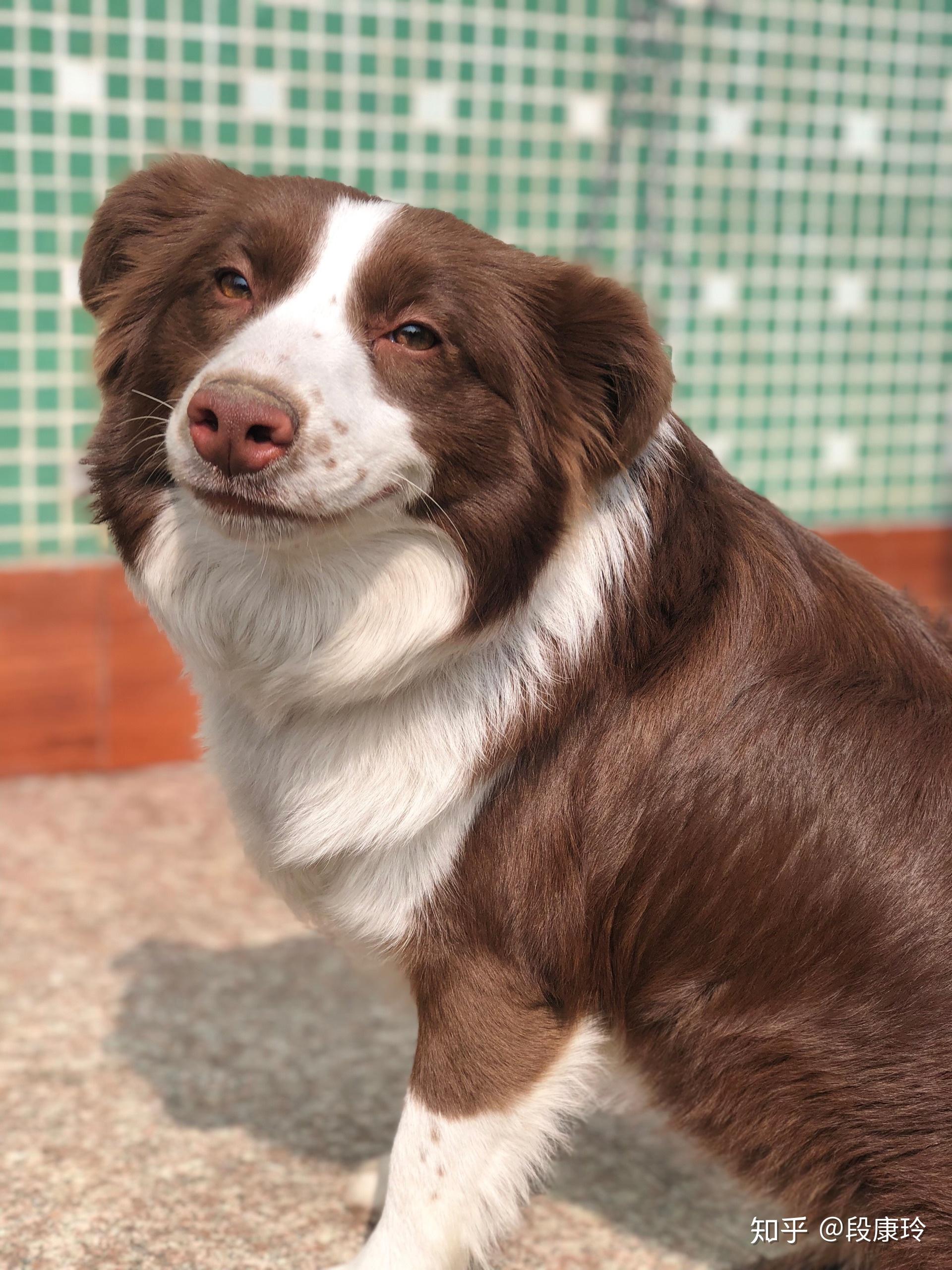 边牧什么颜色最好看?