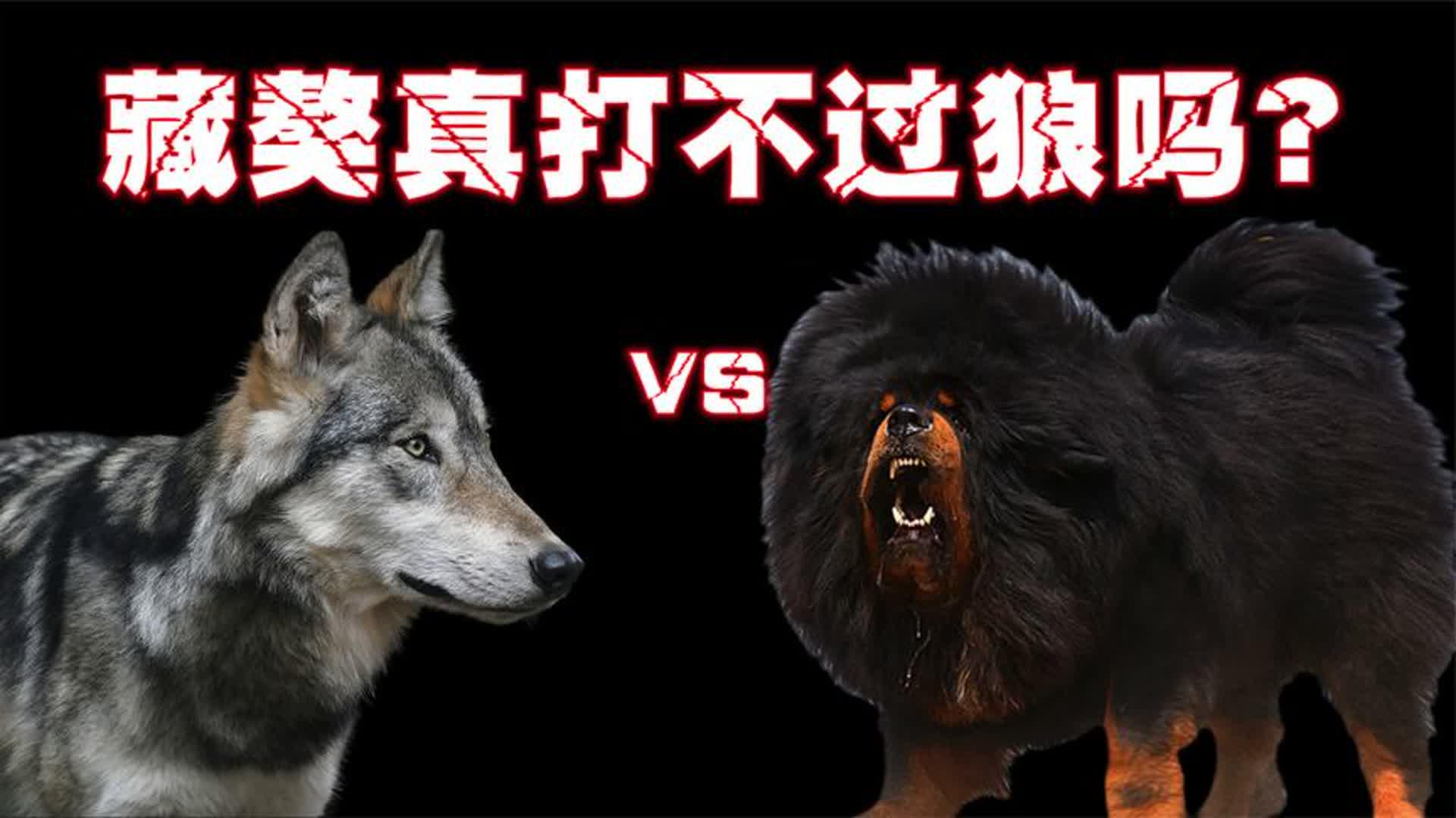 世界上最"凶猛"的10只狗,你以为藏獒真的干不过狼吗?