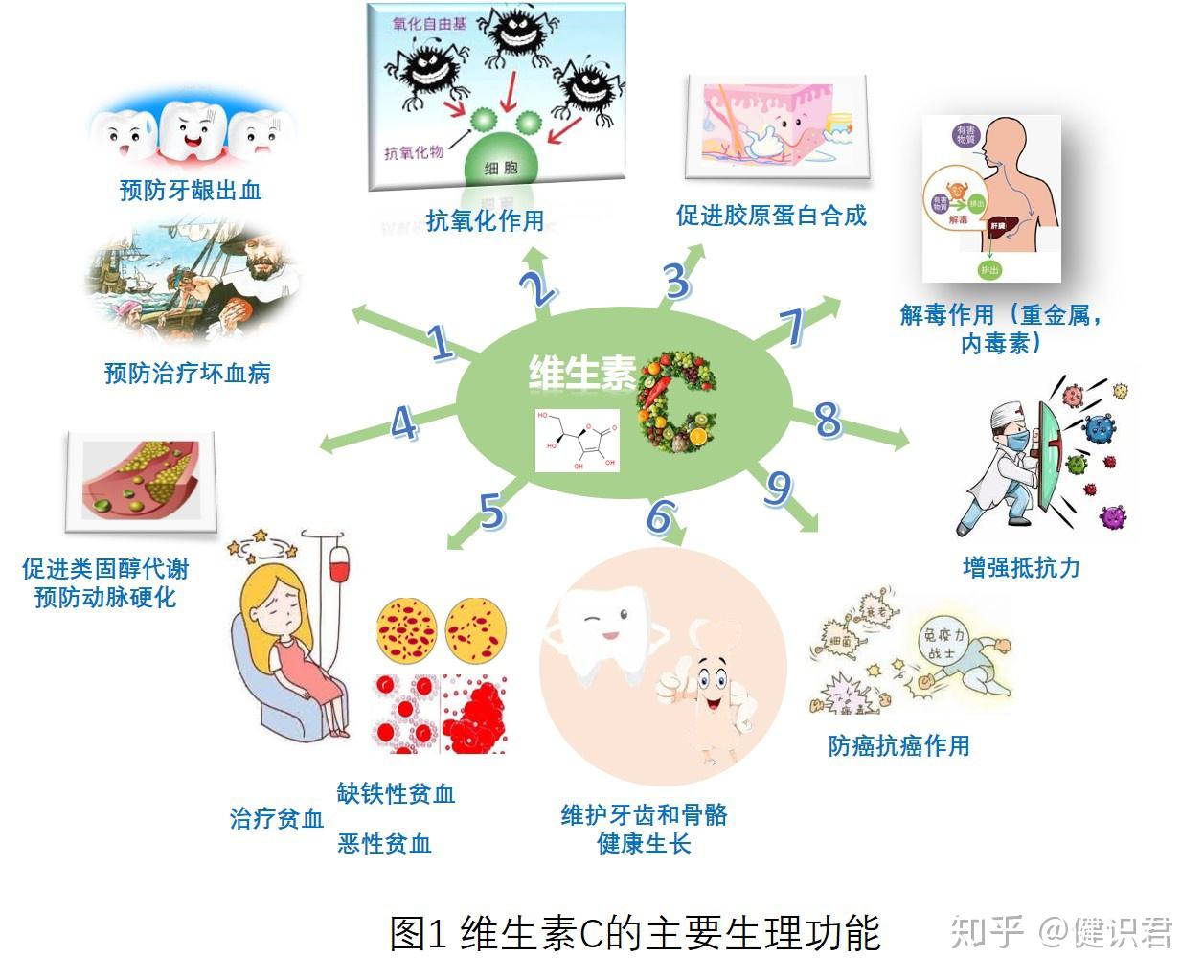 维生素c系列(三):小身板大能量 下