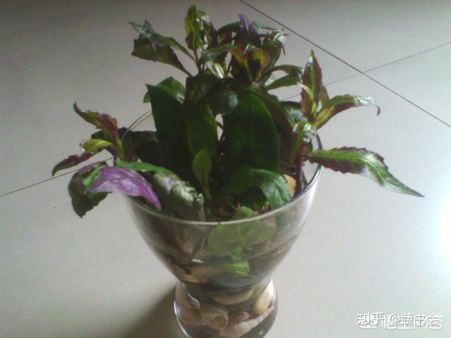 紫叶天葵(红凤菜/紫背菜)是否有毒?