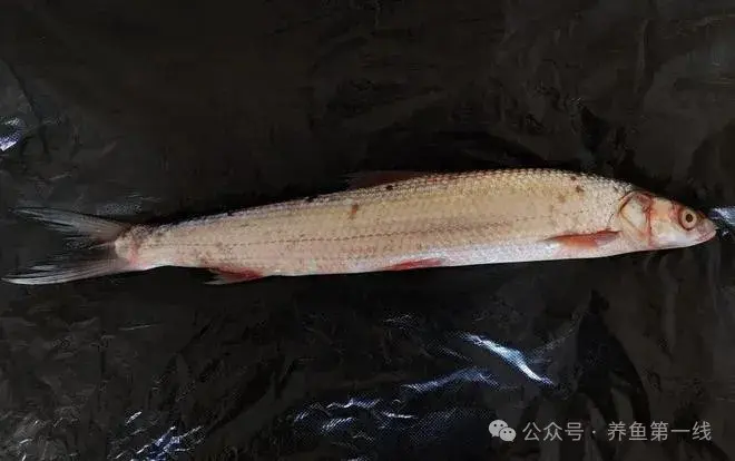 鲤科雅罗鱼亚科7种：丁鱥（丁桂）、赤眼鳟、鳡鱼、鯮鱼、鳤鱼、赤梢鱼、拟赤梢鱼 - 知乎