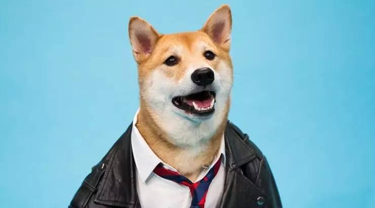 单身狗遇到一个爱宠物多过爱你的男朋友这种苦谁懂