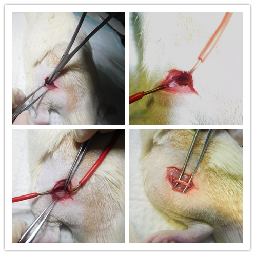 大鼠坐骨神经慢性压迫损伤模型