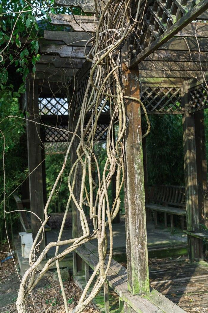 枯藤缠绕翠竹曲径通幽处禅房花木深修修青琅玕,霜雪不可折.