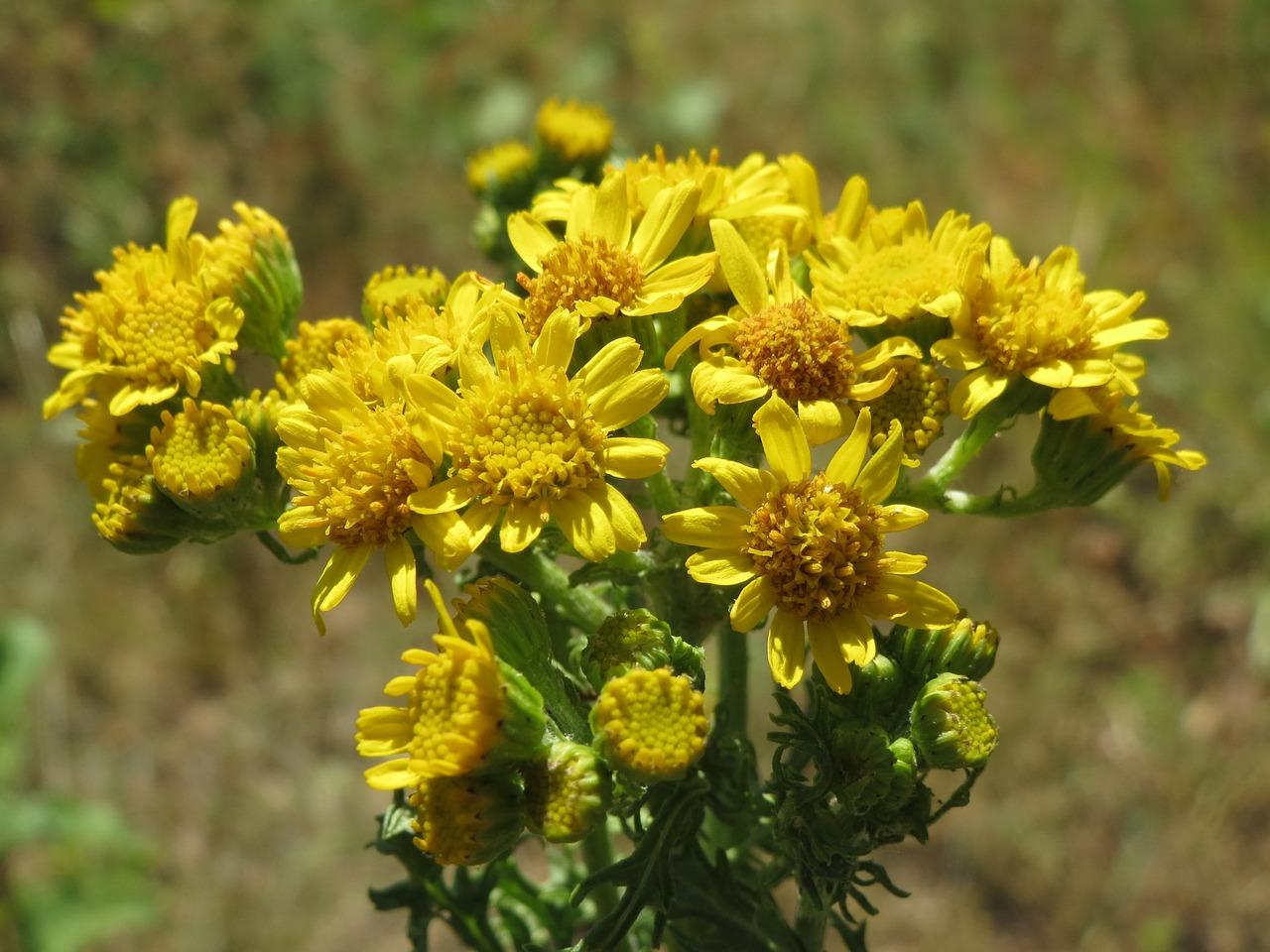 4. 花语浪漫寓意