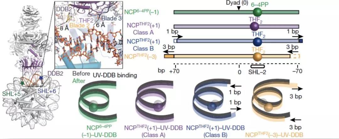 Nature长文 存在 访问限制 的核小体中dna损伤是如何被识别的 知乎