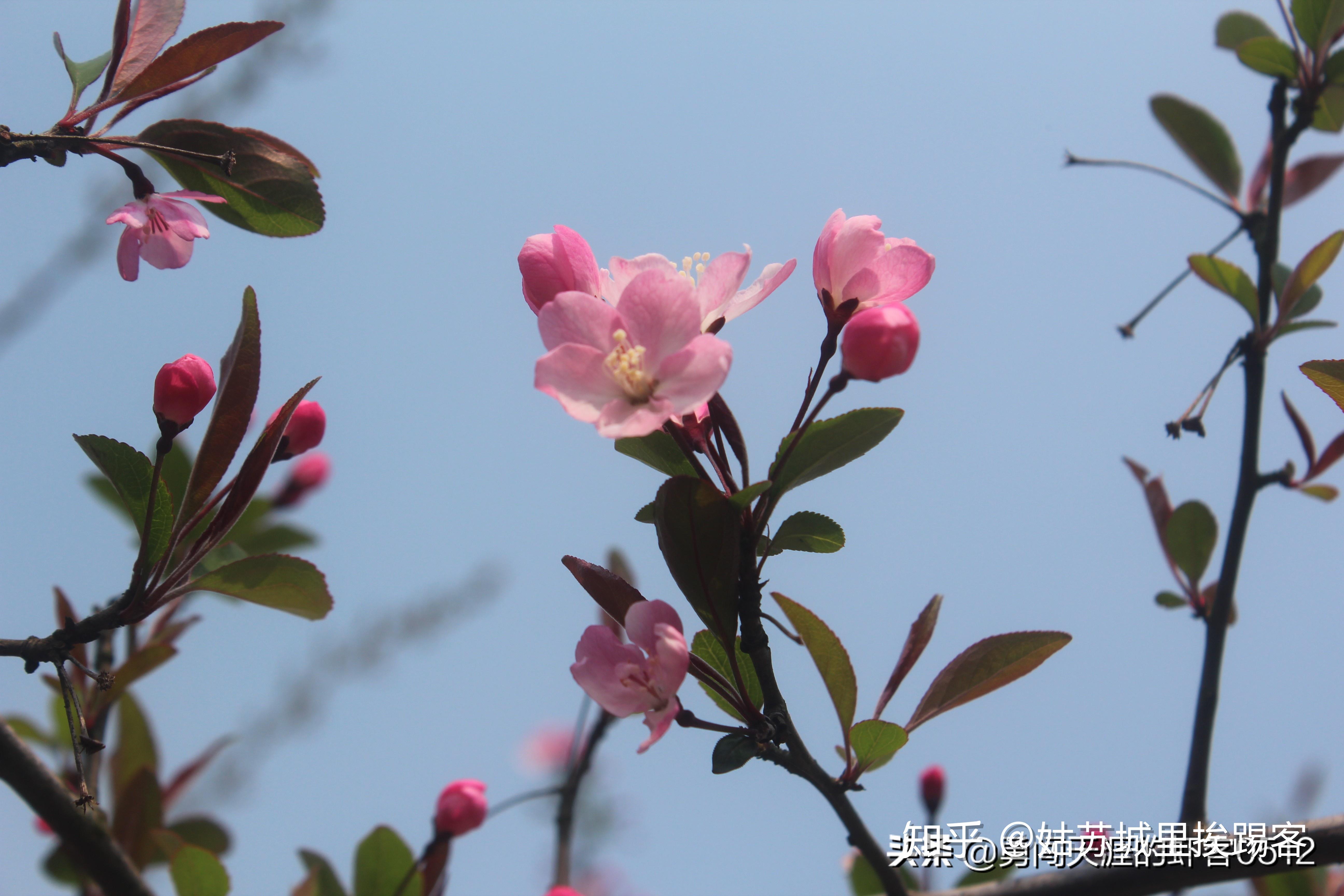 苏州中国花卉植物园 - 海棠花 - 知乎
