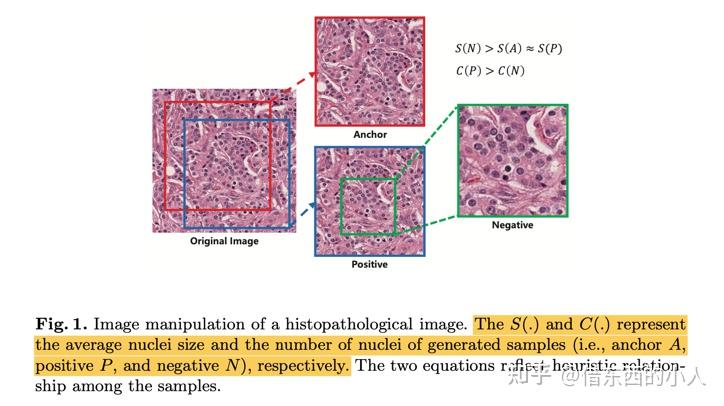 scale-count-instance-aware-self-supervised-learning-for-nuclei-segmentation