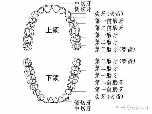 第二恒磨牙位置图图片