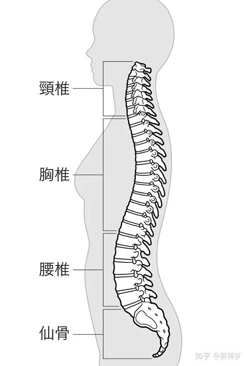 慢性腰痛的改善方法 腰痛患者有85 得到改善 知乎