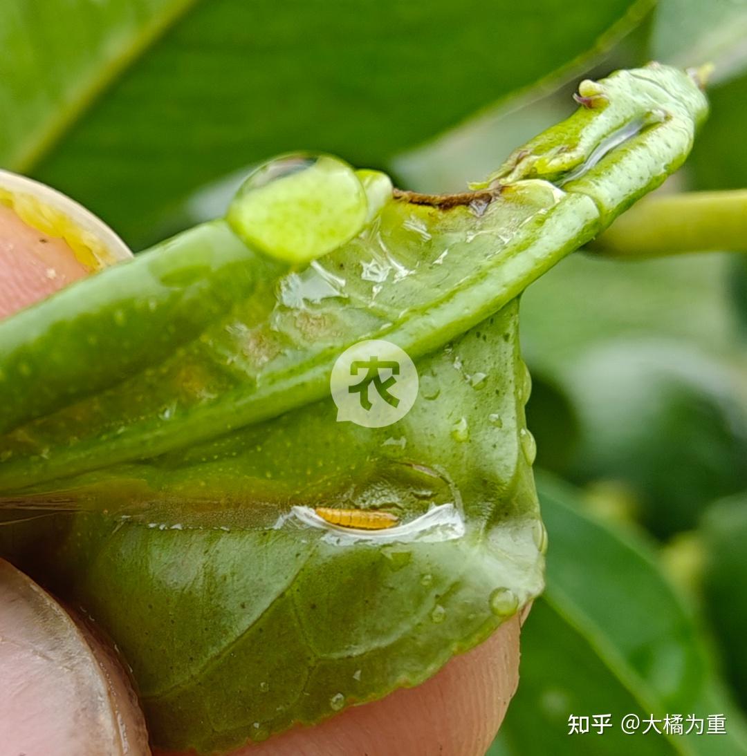 潜叶蛾和锈壁虱到底如何防治？附用药指南 - 知乎