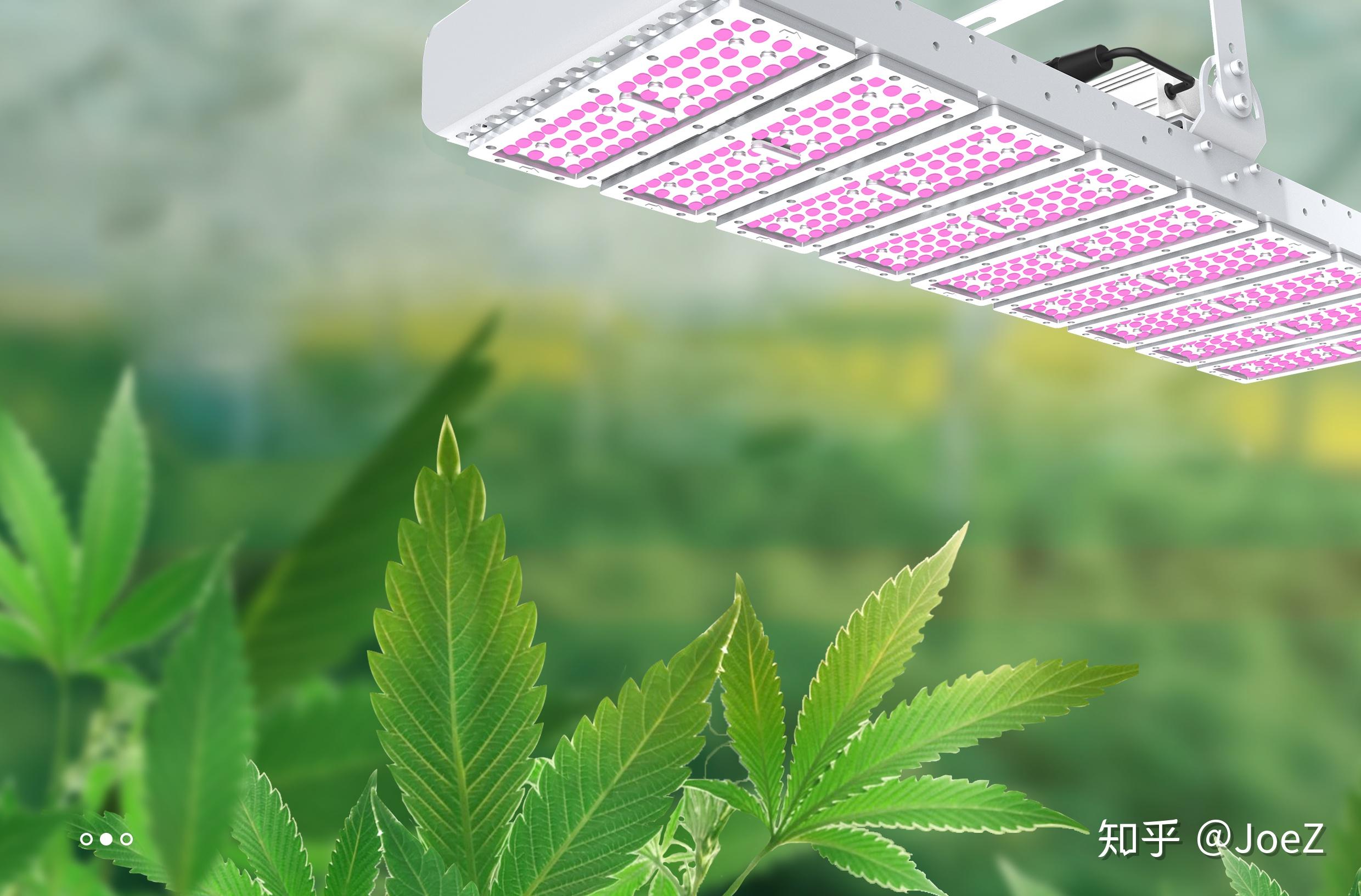 LED植物灯多大功率能达到太阳的光线强度? - 知乎