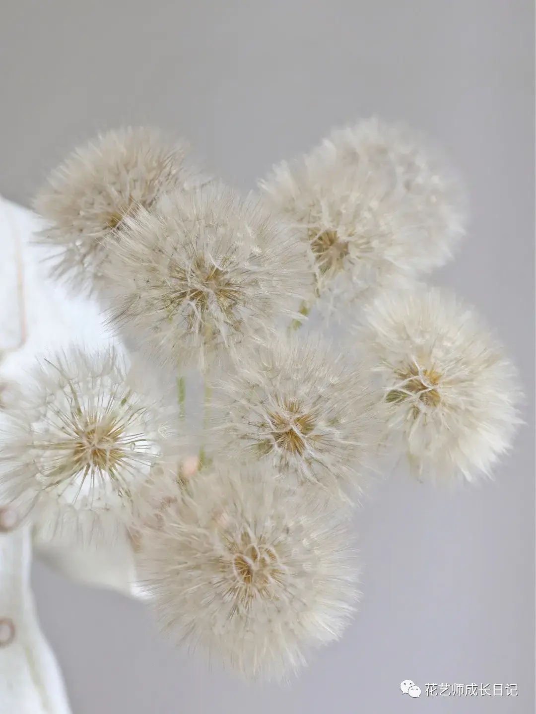 每日一花新晋网红花材巨型蒲公英的可爱vol12