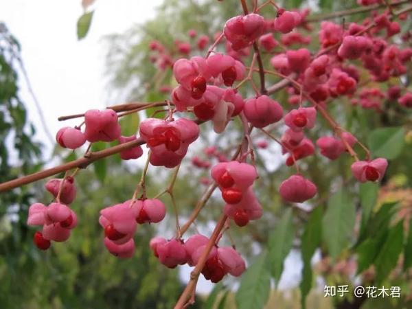 盆景鉴赏 进口日本真弓盆栽和桃叶卫矛盆景的鉴赏 知乎