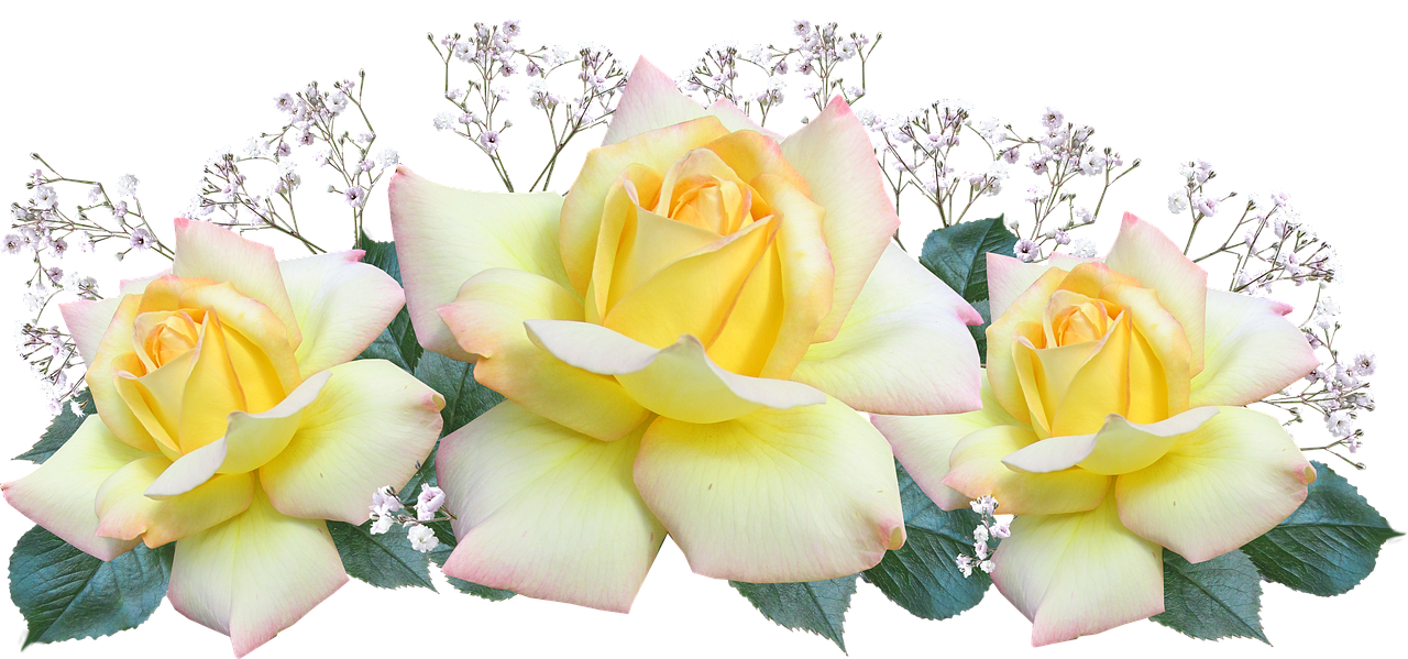 什么花的花语是团结