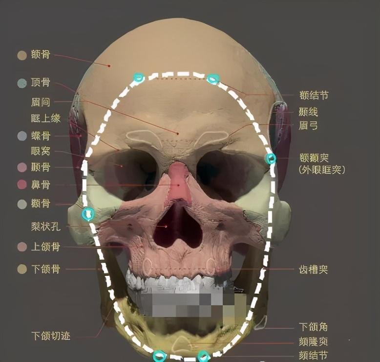 而内轮廓则是由额结节