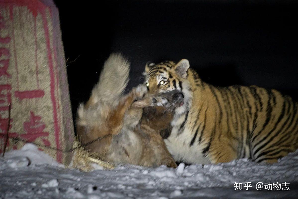 遇到老虎杀狗,怎么办?