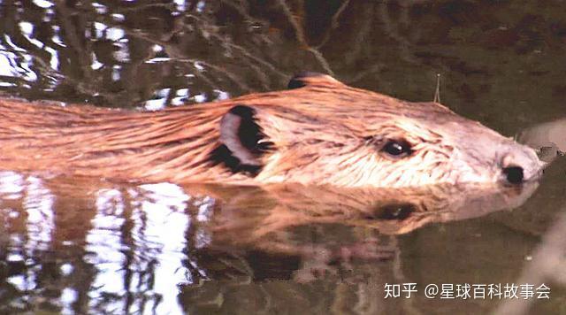 世界十大坏透顶的动物排行榜二专门制造水灾的水利工程师