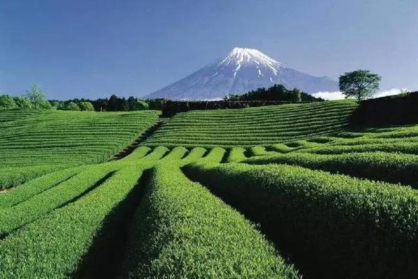 日本茶道：将“仪式感”演绎到极致的艺术- 知乎