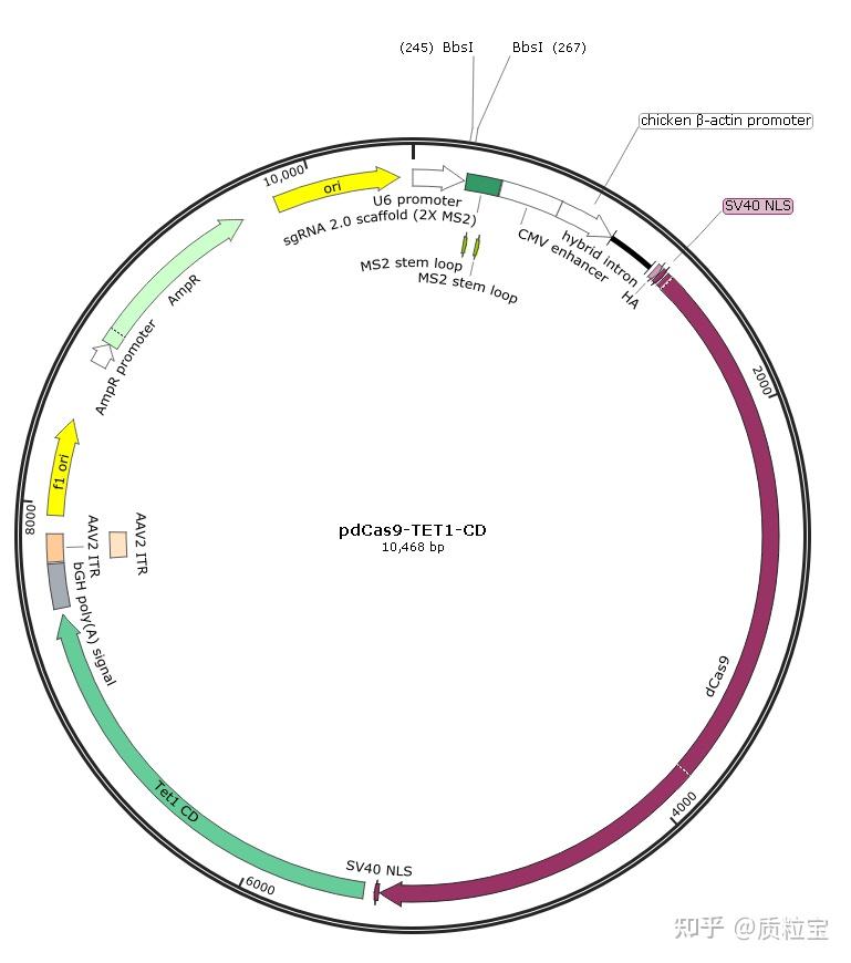 Pdcas9 Vector pdCas9-Tet1-CD(Plasmid #83340) - 知乎