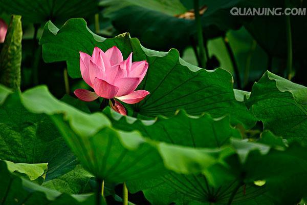 有蓝色的莲花吗 v2-de34d043c5f2f4d8e7ac19feabf0382c_1200x500.jpg