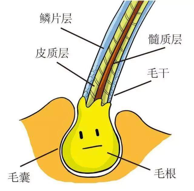 的汗腺開口,分佈於除黏膜以外的全身皮膚;②肉眼可見的毛囊皮脂腺開口