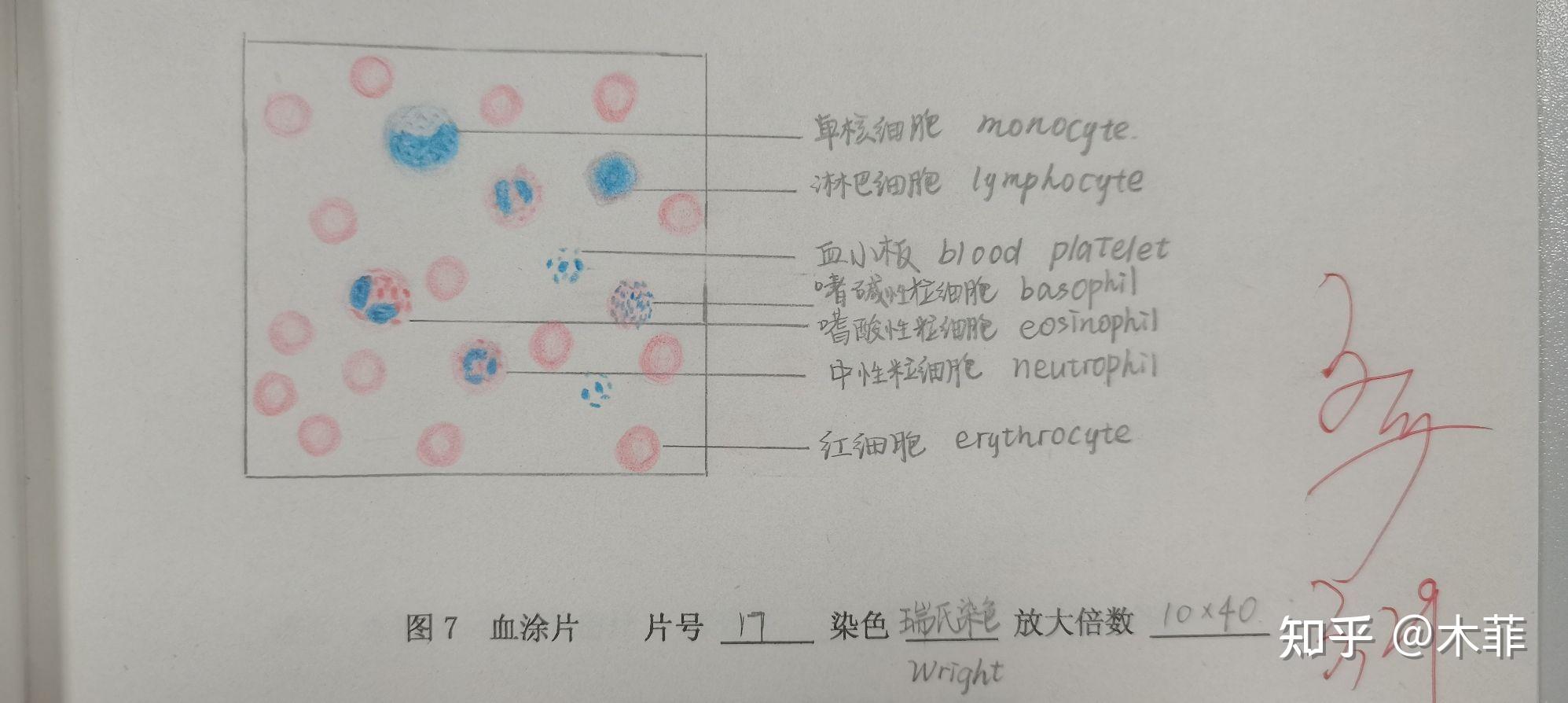 组胚红蓝铅笔手绘图