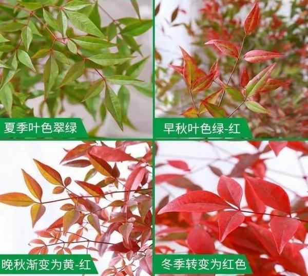 100种观叶植物 | No.22 南天竹养护攻略 - 知乎
