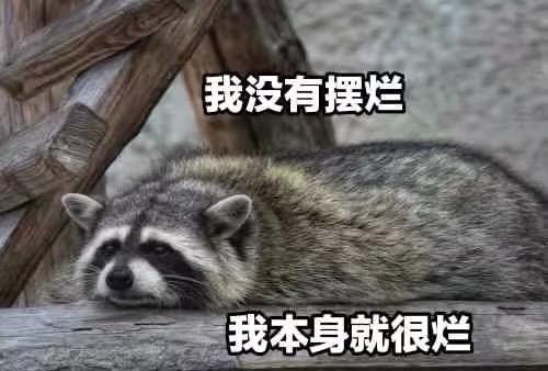 有没有小浣熊的表情包注意是真浣熊