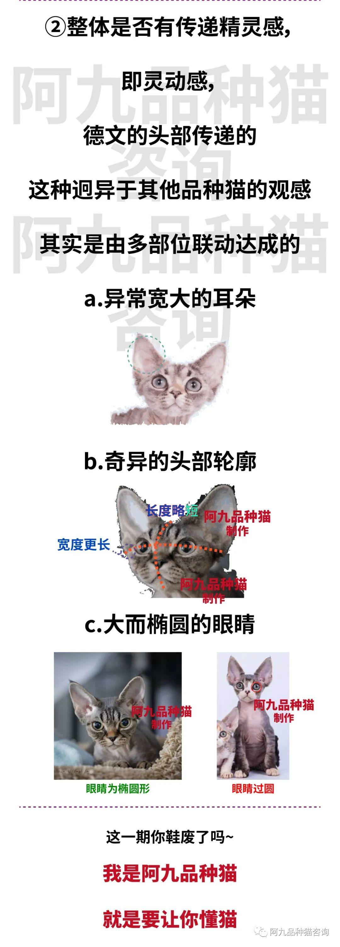 一篇文章搞懂德文卷毛猫! - 知乎