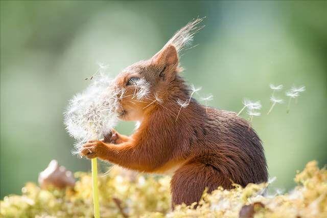 可爱好玩的动物们,被摄影师抓拍的时候,这些动物又蠢萌又搞笑