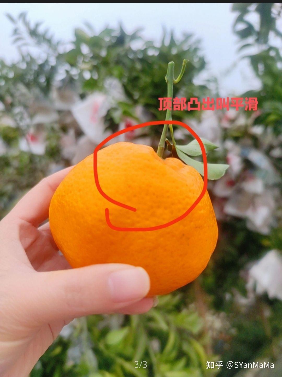 春见的皮能用来做什么(春见的功效与作用和副作用)