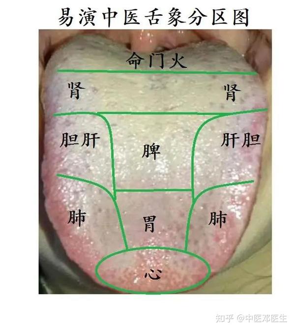教大家怎么通过看舌苔来辨证身体健康 - 知乎