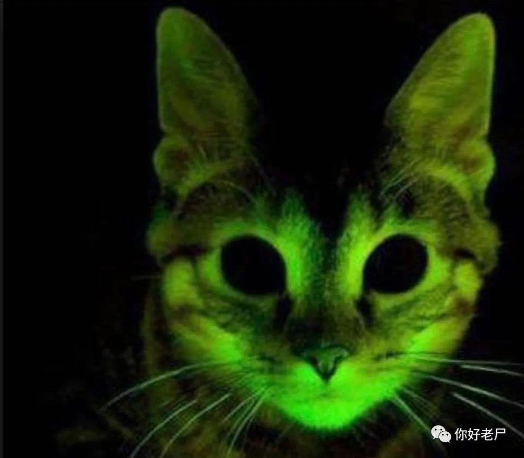 哈尔滨猫脸老太事件